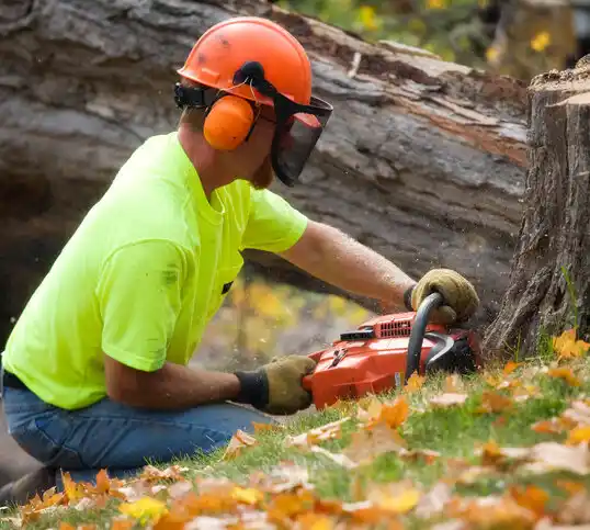 tree services Kannapolis